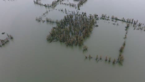 Paisaje-Con-árboles-Medio-Sumergidos-Después-De-Grandes-Inundaciones-Alrededor-Del-Río-Waal