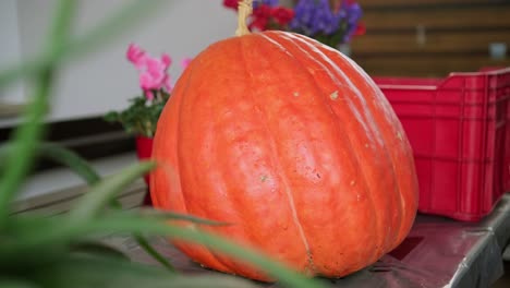 Carving-spooky-Jack-o-lantern-decoration-for-Halloween-holiday,-placing-a-huge-orange-pumpkin-onto-wooden-table