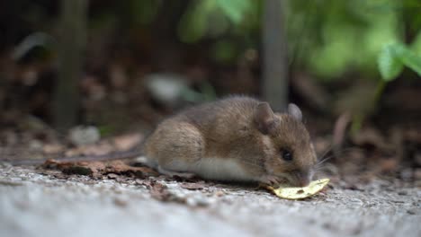 GREY-FIELD-MOUSE-WILD-IN-THE-GARDEN-EATING