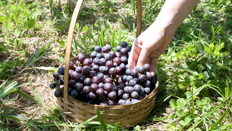 Hand-puts-dark-grapes-into-wooden-basket-on-sunny-grass-ground,-slo-mo