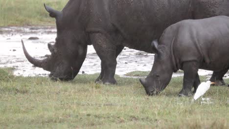 Female-Black-Rhino-With-Its-Calf-Grazing-Over-Marshes-In-Kenya,-Africa