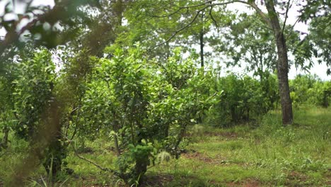 Green-forest-covered-with-the-yerba-mate-trees
