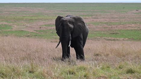 Ein-Riesiger-Männlicher-Afrikanischer-Elefant-Im-Masai-Mara-Nationalreservat-In-Kenia