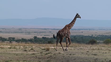 Una-Jirafa-Caminando-En-La-Reserva-Nacional-Masai-Mara-En-Kenia