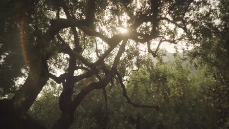 Sun-flare-glistens-between-leafy-tree-canopy-blown-in-wind-below-shade-of-Mediterranean-forest
