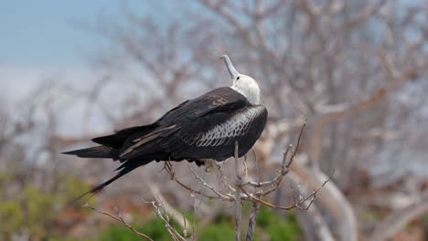 Ein-Junger-Prächtiger-Fregattvogel-Sitzt-In-Einem-Baum-Im-Wind-Auf-Der-Insel-North-Seymour-In-Der-Nähe-Von-Santa-Cruz-Auf-Den-Galápagos-Inseln