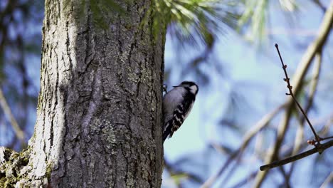 A-downy-woodpecker-examines-and-pecks-a-tree