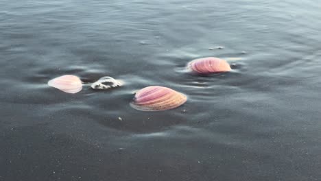 Seawater-covering-pink-seashells-on-the-beach-sand