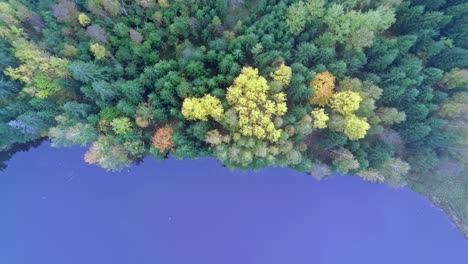 Forest-in-autumn-with-fall-colors-on-the-edge-of-a-blue-lake---straight-down-ascending-aerial-view-through-the-fog