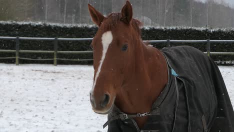 Brown-horse-looking-and-moving-ears-outside-in-paddock,-snowy-winter-day