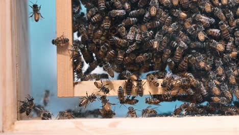Honey-bees-inside-commercial-beehive-colony,-used-for-beekeeping
