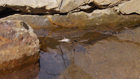 Wasserläufer-Gleiten-Auf-Der-Oberfläche-Eines-Von-Felsen-Umgebenen-Teiches