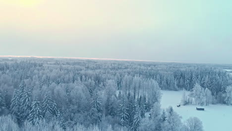 Wonderful-full-winter-frozen-forest-snowy-tree-beautiful-nature-cold-landscape