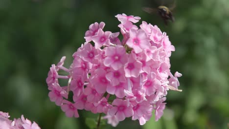 Close-up-on-vibrant-pink-hydrangea-as-bumblebee-lands-on-it,-close-up-slomo