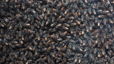Ein-Honigbienenvolk-In-Einem-Kommerziellen-Bienenstock,-Der-Für-Die-Bienenzucht-Genutzt-Wird