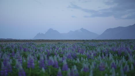 Hunderte-Violette-Lupinenblüten-Auf-Einem-Isländischen-Feld,-Das-Sich-Im-Wind-Wiegt,-Mit-Majestätischen-Bergen-In-Der-Ferne