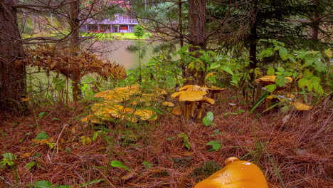 Mushrooms-growing-on-the-forest-floor-in-autumn---sliding-panning-time-lapse