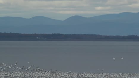 Big-flock-of-migrating-snow-geese-take-off-from-riverbank-in-Quebec,-static