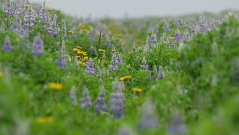 Flores-De-Lupino-Púrpura-Y-Diente-De-León-Amarillo-En-Un-Campo-Verde-De-Islandia-Moviéndose-Suavemente-Con-El-Viento