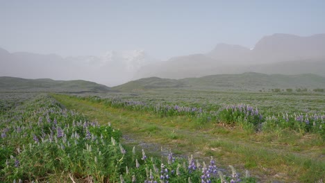 A-country-road-winding-through-a-spectacular-flowery-lupine-field-with-hazy-Iceland-mountains-in-the-background