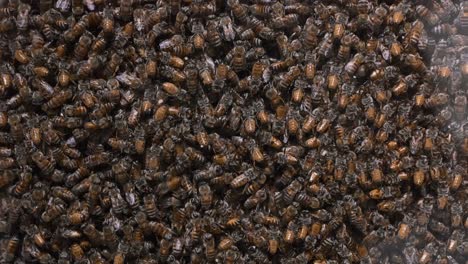 Ein-Honigbienenvolk-In-Einem-Kommerziellen-Bienenstock,-Der-Für-Die-Bienenzucht-Genutzt-Wird