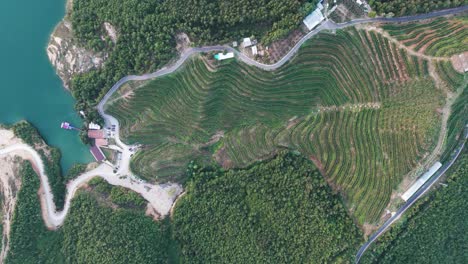 High-aerial-view-of-vineyard-infrastructure,-plantation-and-building-near-lake