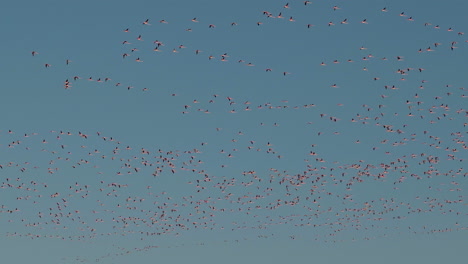 Tausende-Wilder-Flamingos-Fliegen-Am-Himmel