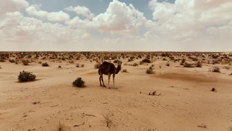 Die-Drohne-Fliegt-Auf-Ein-Wildes-Kamel-Zu,-Das-In-Der-Sahara-In-Tunesien-Direkt-Auf-Die-Kamera-Blickt.-Luftaufnahmen-In-4K