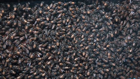 Im-Kommerziellen-Bienenstock-Lebt-Eine-Geschäftige-Honigbienenkolonie,-Die-Der-Bienenzucht-Dient