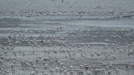 Huge-flock-of-migrating-snow-geese-Anser-caerulescens-foraging-in-muddy-marsh