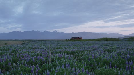 Eine-Einsame-Hütte-In-Einem-Ruhigen-Isländischen-Feld,-Das-Mit-Lila-Lupinenblüten-Bedeckt-Ist