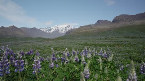 Lila-Lupinenblüten-Auf-Einem-Feld,-Die-Sanft-In-Einer-Brise-Tanzen,-Mit-Schneebedeckten-Isländischen-Bergen-Im-Hintergrund