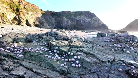 Copper-Coast-Waterford-Ireland-low-tide-sea-creatures-basking-in-winter-sunshine