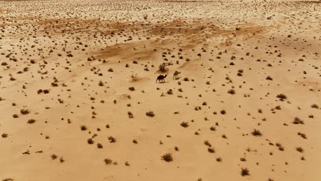 Die-Drohne-Folgt-Zwei-Wilden-Kamelen,-Die-Durch-Die-Sahara-In-Tunesien-Wandern.-Luftaufnahmen-In-4K