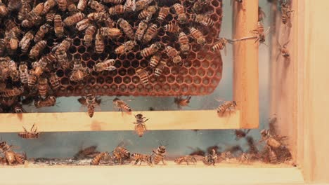Honey-bees-inside-commercial-beehive-colony,-used-for-beekeeping