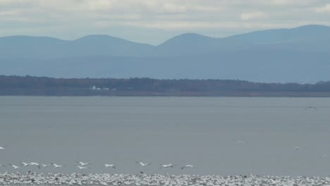 Snow-geese-foraging-on-St-Lawrence-riverbank-and-some-taking-off,-wide-shot
