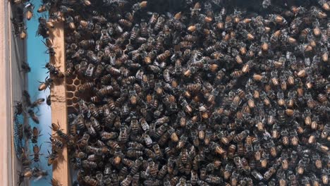 A-bustling-colony-of-honey-bees-resides-within-the-commercial-beehive,-serving-beekeeping-purposes