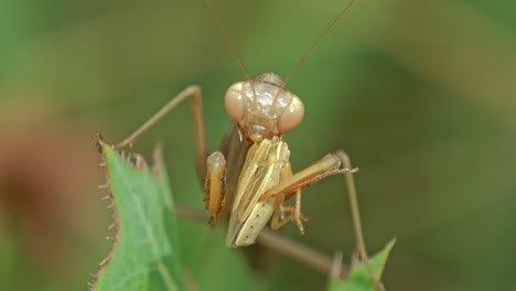 Close-up-shot-of-a-praying-mantis-eating-a-cricket-standing-on-a-leaf