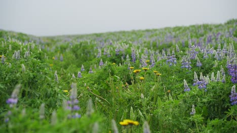 Hermosas-Flores-De-Lupino-En-Un-Valle-Islandés-En-Un-Día-Nublado