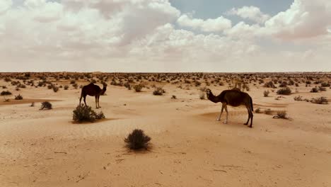 Die-Drohne-Fliegt-Um-Zwei-Wilde-Kamele-Herum,-Die-In-Der-Sahara-In-Tunesien-Direkt-Auf-Die-Kamera-Blicken.-Luftaufnahmen-In-4K