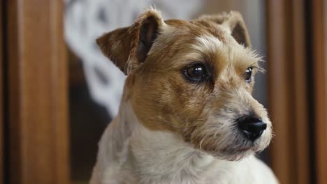 Close-up-of-brown-and-white-Jack-Russell-Terrier-blink-eye-and-look-around