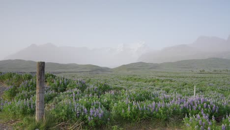 Ein-Spektakulärer-Blick-Auf-Blühende-Lupinen-In-Einer-Isländischen-Landschaft-Mit-Schneebedeckten-Bergen-Am-Horizont