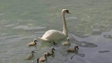 Swan-with-baby-swans-on-lake