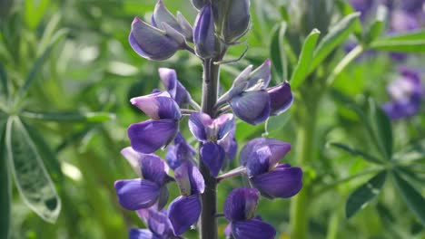 Close-up-of-a-purple-lupine-flower-in-a-lush-green-field-in-Iceland
