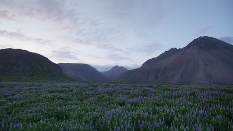 Ein-Atemberaubendes-Feld-Aus-Violetten-Lupinenblüten,-Das-An-Die-Majestätischen-Isländischen-Berge-Grenzt