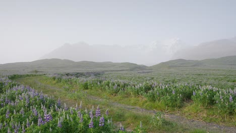 A-tranquil-country-road-winding-through-a-flowery-purple-lupine-field-in-Iceland