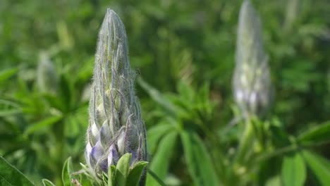 A-close-up-of-a-lupine-flower-in-a-calm-valley-in-Iceland