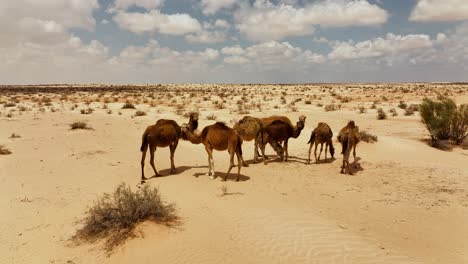 El-Dron-Vuela-Alrededor-De-Un-Grupo-De-Camellos-Salvajes-En-El-Desierto-Del-Sahara-En-Imágenes-Aéreas-De-Túnez-4k