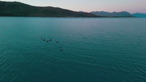 Drohnen-Umlaufbahn-Von-Enten-Am-Lake-Tekapo-In-Neuseeland