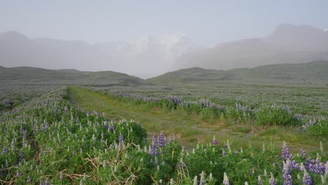 A-beautiful-Iceland-country-road-bordered-by-purple-lupine-flowers-leading-to-snowy-mountains